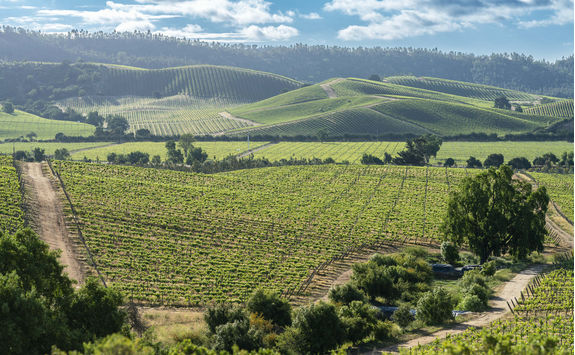 wineyard view at casablanca