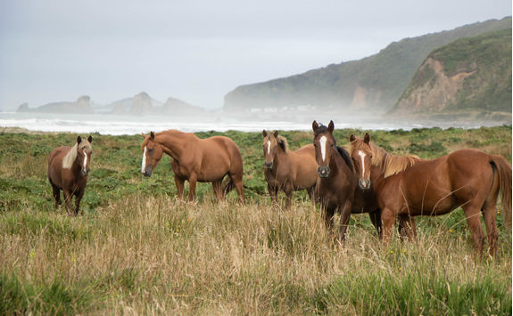 wild horses in chiloe island