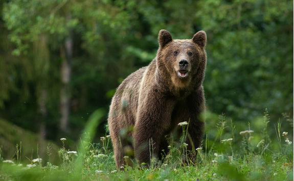 carpathian bear nature