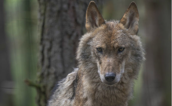 wolf forest