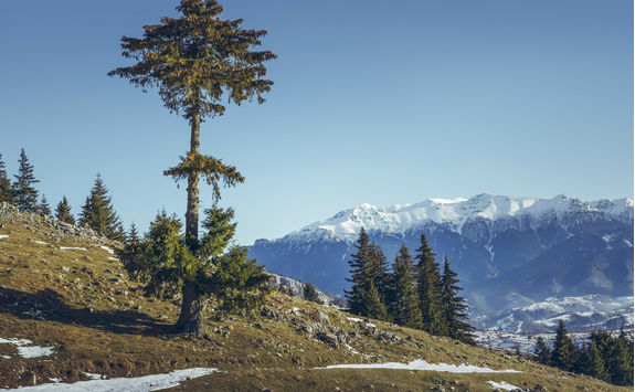 zanoaga meadow piatra crauilui national park
