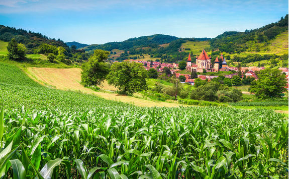 corn field outside bietan