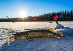 Pike fish are the catch-of-the-day