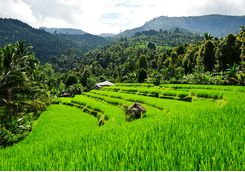 rice field bali