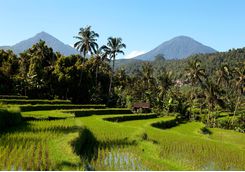 rice paddy field bali