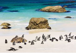 Penguins on the beach
