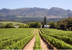 Vineyard View