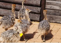 Baby Ostriches