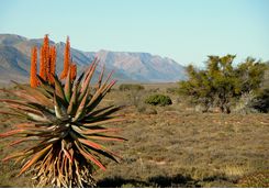 Oudtshoorn scenery