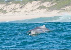 Dolphins breaching