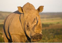 Rhino