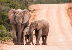 Elephants