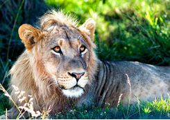 Lion lying down