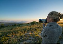 Safari Photography