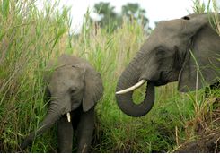 Elephants on safari