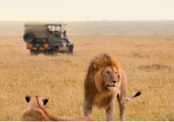 Lions by safari vehicle