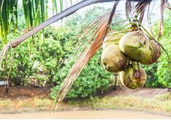 Coconuts in Indonesia