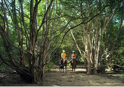Horse riding at The Menjangan
