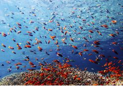 Underwater world, Menjangan Island