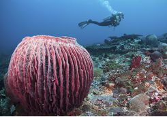 Diving in Menjangan Marine Park