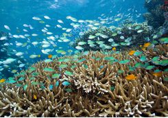 Coral reef near Pemuteran, Bali