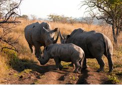 White rhino in the Phinda Game Reserve