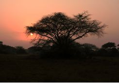 Sunset in Phinda