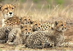 andbeyond Phinda Forest Lodge - Cheetah Sighting