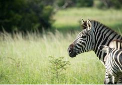 Zebra, KwaZulu Natal