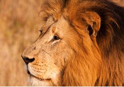 Lion, KwaZulu Natal