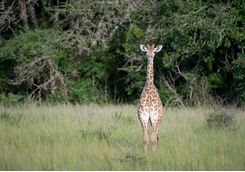 Giraffe in the Phinda Game Reserve
