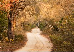 Driving through Phinda Game Reserve