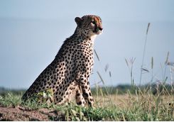 Cheetah in Phinda Game Reserve