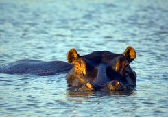 Hippo, KwaZulu-Natal