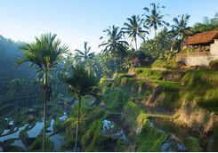 Rice paddies in Ubud
