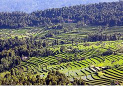 Rice paddy fields in Ubud