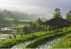 Rice paddies in Ubud scenery