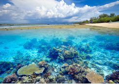 Gili coral reef