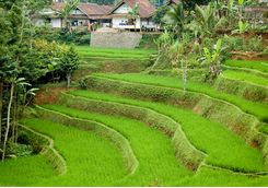 Java Rice Paddies