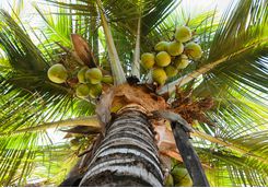 Coconuts, Java