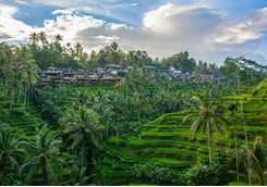 Rice paddies