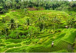 Rice paddies, Indonesia