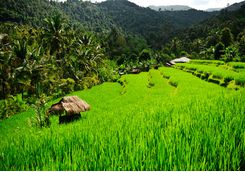 Rice Paddies, Bali