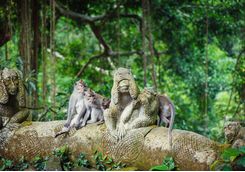 Monkey Forest