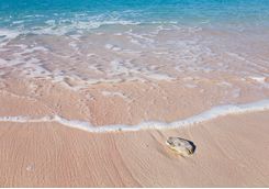 Komodo pink beach