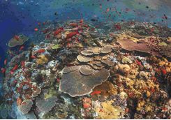 Coral Reef, Komodo