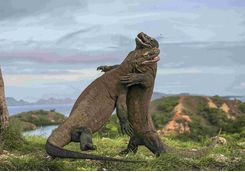 Komodo dragons fighting