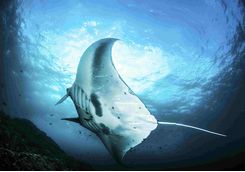 Manta Ray, Indonesia