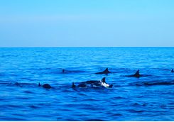 dolphins swimming