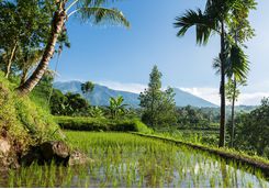 Lombok paddies
